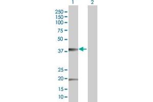 Western Blot analysis of CLDN10 expression in transfected 293T cell line by CLDN10 MaxPab polyclonal antibody.
