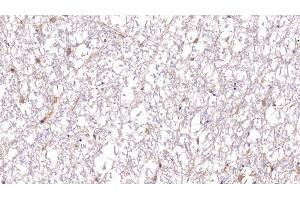 Detection of BDNF in Porcine Spinal cord Tissue using Polyclonal Antibody to Brain Derived Neurotrophic Factor (BDNF) (BDNF anticorps  (AA 20-252))