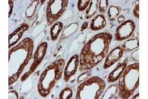 Immunohistochemical staining of paraffin-embedded Human Kidney tissue using anti-SCFD1 mouse monoclonal antibody. (SCFD1 anticorps)