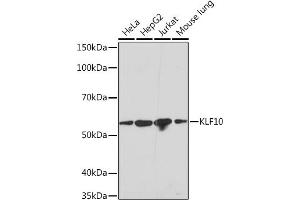 Western blot analysis of extracts of various cell lines, using KLF10 Rabbit mAb (ABIN7268150) at 1:1000 dilution. (KLF10/TIEG1 anticorps)