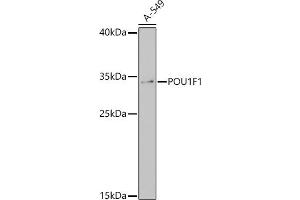 Western blot analysis of extracts of A-549 cells, using POU1F1 antibody (ABIN7269492) at 1:1000 dilution.