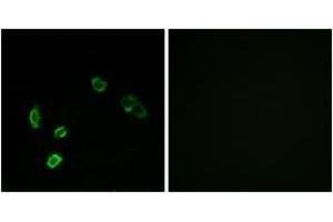 Immunofluorescence analysis of MCF7 cells, using OR5H15 Antibody.