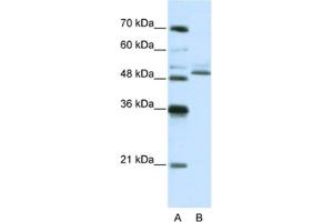 Western Blotting (WB) image for anti-Zinc Finger Protein 296 (ZNF296) antibody (ABIN2461980) (Zinc Finger Protein 296 (ZNF296) anticorps)