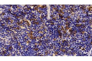 Detection of HO1 in Mouse Spleen Tissue using Polyclonal Antibody to Heme Oxygenase 1 (HO1) (HMOX1 anticorps  (AA 99-237))