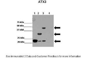 Lanes:   Lane 1: 2ug hATX3 (isoform2); Josephin domain(1-182) Lane 2: 2ug hATX3 (isoform2); C-terminal truncated Atx3 (1-264) Lane 3: 2ug hATX3 (isoform2) Lane 4: 2ug other protein  Primary Antibody Dilution:    1:10,000  Secondary Antibody:   Anti-rabbit HRP  Secondary Antibody Dilution:    1:20,000  Gene Name:   ATXN3  Submitted by:   Dr. (Ataxin 3 anticorps  (N-Term))