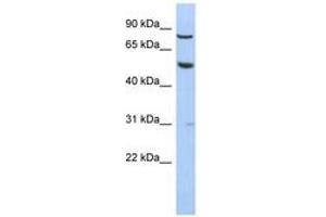 Image no. 1 for anti-G Protein-Coupled Receptor 56 (GPR56) (N-Term) antibody (ABIN6744295) (GPR56 anticorps  (N-Term))