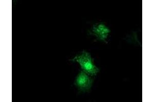 Anti-SDS mouse monoclonal antibody (ABIN2455362) immunofluorescent staining of COS7 cells transiently transfected by pCMV6-ENTRY SDS (RC217814). (serine Dehydratase anticorps)