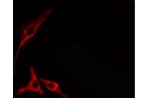 ABIN6274689 staining HepG2 cells by IF/ICC. (Laminin beta 1 anticorps  (C-Term))