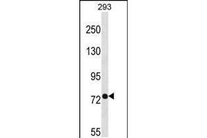 Western blot analysis in 293 cell line lysates (35ug/lane). (PHEX anticorps  (C-Term))