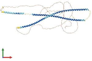 AlphaFold protein structure predicition of Human Recombinant KRT2 Protein, UniprotID P35908