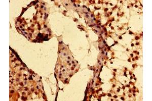 Immunohistochemistry of paraffin-embedded human testis tissue using ABIN7151747 at dilution of 1:100 (EPAS1 anticorps  (AA 543-870))