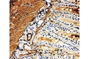 IHC-F: GLUT5 antibody testing of rat intestine tissue (SLC2A5 anticorps  (Middle Region))