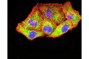 Immunofluorescence analysis of Hela cells using PCK2 mouse mAb (green).