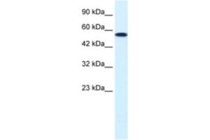 Western Blotting (WB) image for anti-Checkpoint Kinase 1 (CHEK1) antibody (ABIN2460510) (CHEK1 anticorps)