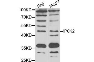 Western blot analysis of extracts of various cell lines, using IP6K2 antibody (ABIN5974325) at 1/1000 dilution. (IP6K2 anticorps)
