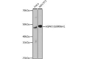 Western blot analysis of extracts of various cell lines, using HSP47/SERPINH1 Rabbit mAb (ABIN7270238) at 1:1000 dilution. (SERPINH1 anticorps)
