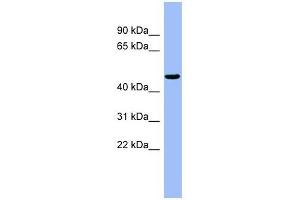 RBBP4 antibody used at 1 ug/ml to detect target protein. (Retinoblastoma Binding Protein 4 anticorps  (N-Term))