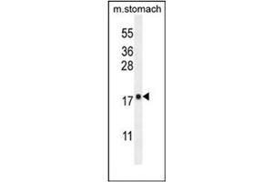 Western blot analysis of DYNLRB2 Antibody  in mouse stomach tissue lysates (35ug/lane). (DYNLRB2 anticorps  (Middle Region))