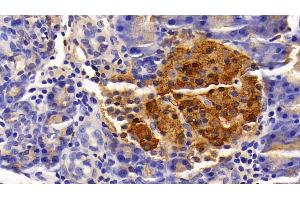 Detection of INS in Rat Pancreas Tissue using Polyclonal Antibody to Insulin (INS) (Insulin anticorps  (AA 25-110))
