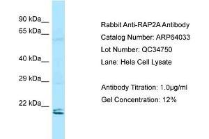 Western Blotting (WB) image for anti-RAP2A, Member of RAS Oncogene Family (RAP2A) (N-Term) antibody (ABIN2774388) (RAP2A anticorps  (N-Term))