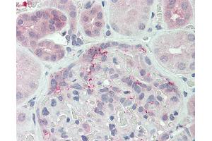 Anti-DUSP22 antibody IHC of human kidney.