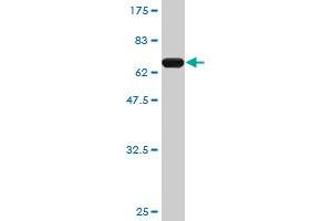 Western Blot detection against Immunogen (65.