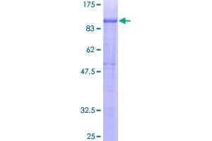 Image no. 1 for Protein tyrosine Phosphatase, Receptor Type, O (PTPRO) (AA 1-597) protein (GST tag) (ABIN1316881)