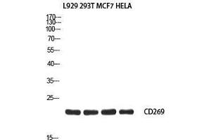 Western Blot (WB) analysis of L929 293T MCF7 HeLa using CD269 antibody. (BCMA anticorps)