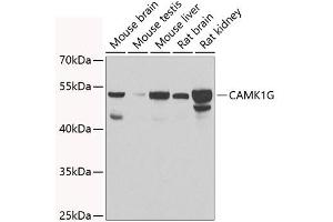 Western blot analysis of extracts of various cell lines, using CG antibody  at 1:1000 dilution. (CAMK1G anticorps  (AA 217-476))