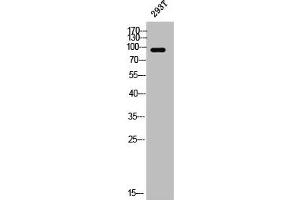 Western Blot analysis of 293T cells using PSD-95 Polyclonal Antibody (DLG4 anticorps)