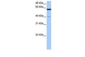 Image no. 1 for anti-Amyloid beta Precursor Protein (Cytoplasmic Tail) Binding Protein 2 (APPBP2) (AA 251-300) antibody (ABIN6738813)