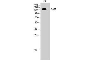 Western Blotting (WB) image for anti-EPH Receptor A7 (EPHA7) (Ser347) antibody (ABIN3178054) (EPH Receptor A7 anticorps  (Ser347))