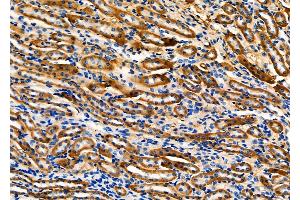ABIN6257193 and ABIN6275124 at 1/100 staining Mouse kidney tissue by IHC-P. (Fibulin 5 anticorps  (C-Term))