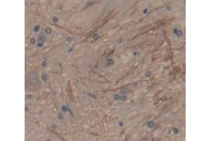 IHC-P analysis of Rat Tissue, with DAB staining. (SFRP1 anticorps  (AA 8-153))