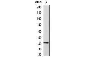 Western blot analysis of CEP41 expression in HeLa (A) whole cell lysates.