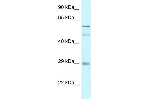 WB Suggested Anti-GFRA4 Antibody Titration: 1. (GFRA4 anticorps  (C-Term))