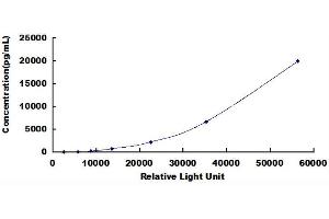 ELISA image for TIMP Metallopeptidase Inhibitor 1 (TIMP1) CLIA Kit (ABIN492066)