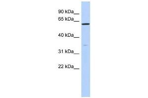 ZNF431 antibody used at 0. (ZNF431 anticorps  (N-Term))