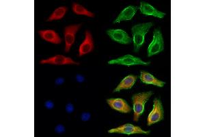 ABIN6265901 and ABIN6273084 staining Hela cells by IF/ICC. (UQCRFS1 anticorps  (C-Term))