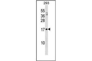 Western blot analysis of ARMET / ARP Antibody (N-term) in 293 cell line lysates (35ug/lane). (MANF anticorps  (N-Term))