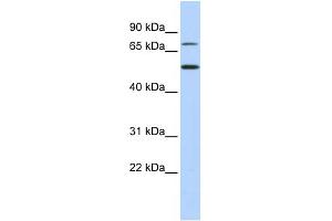 WB Suggested Anti-TBX3 Antibody Titration:  0. (TBX3 anticorps  (Middle Region))