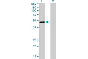 Western Blot analysis of TAF7 expression in transfected 293T cell line by TAF7 monoclonal antibody (M01), clone 2C5. (TAF7 anticorps  (AA 130-224))