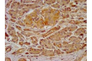 IHC image of ABIN7153683 diluted at 1:300 and staining in paraffin-embedded human pancreatic tissue performed on a Leica BondTM system. (GRPR anticorps  (AA 326-384))