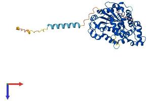 AlphaFold protein structure predicition of Human Recombinant CHST5 Protein, UniprotID Q9GZS9