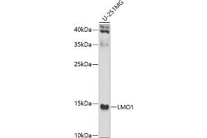 Western blot analysis of extracts of U-251MG cells, using LMO1 antibody (ABIN6129409, ABIN6143270, ABIN6143271 and ABIN6223469) at 1:1000 dilution. (LMO1 anticorps  (AA 1-156))