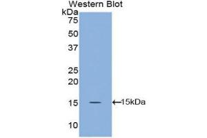 Western Blotting (WB) image for anti-Angiopoietin 1 (ANGPT1) (AA 148-266) antibody (ABIN3209772) (Angiopoietin 1 anticorps  (AA 148-266))