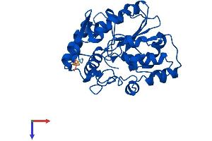 AlphaFold protein structure predicition of Human Recombinant SULT1A1 Protein, UniprotID P50225