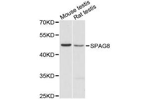 Western blot analysis of extracts of various cell lines, using SPAG8 antibody (ABIN5996639) at 1:3000 dilution. (SPAG8 anticorps)