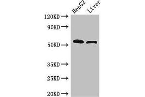 Western Blot Positive WB detected in: HepG2 whole cell lysate, Mouse liver tissue All lanes: SCARB2 antibody at 3 μg/mL Secondary Goat polyclonal to rabbit IgG at 1/50000 dilution Predicted band size: 55, 38 kDa Observed band size: 55 kDa (SCARB2 anticorps  (AA 47-128))