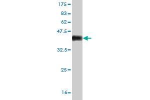 Western Blot detection against Immunogen (36.